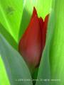 Tulip Bud Enclosed by Leaves 2